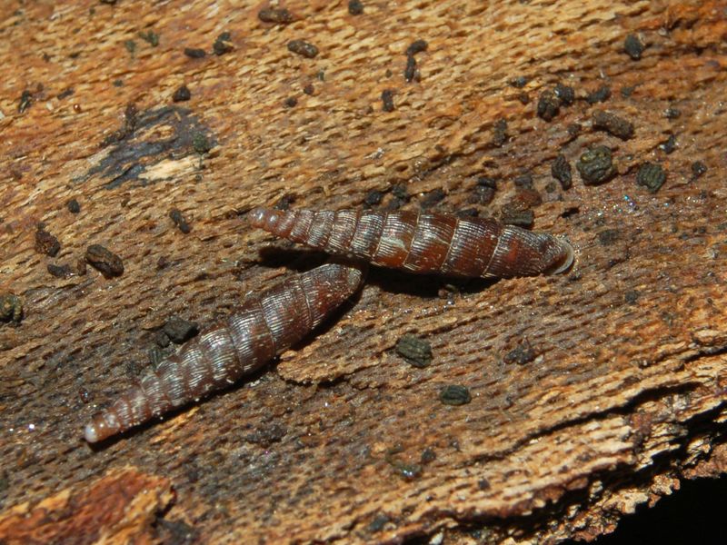 Clausilia bidentata crenulata sotto una corteccia